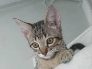 Gato raça SRD-ViraLata idade Abaixo de 2 meses nome Omelete