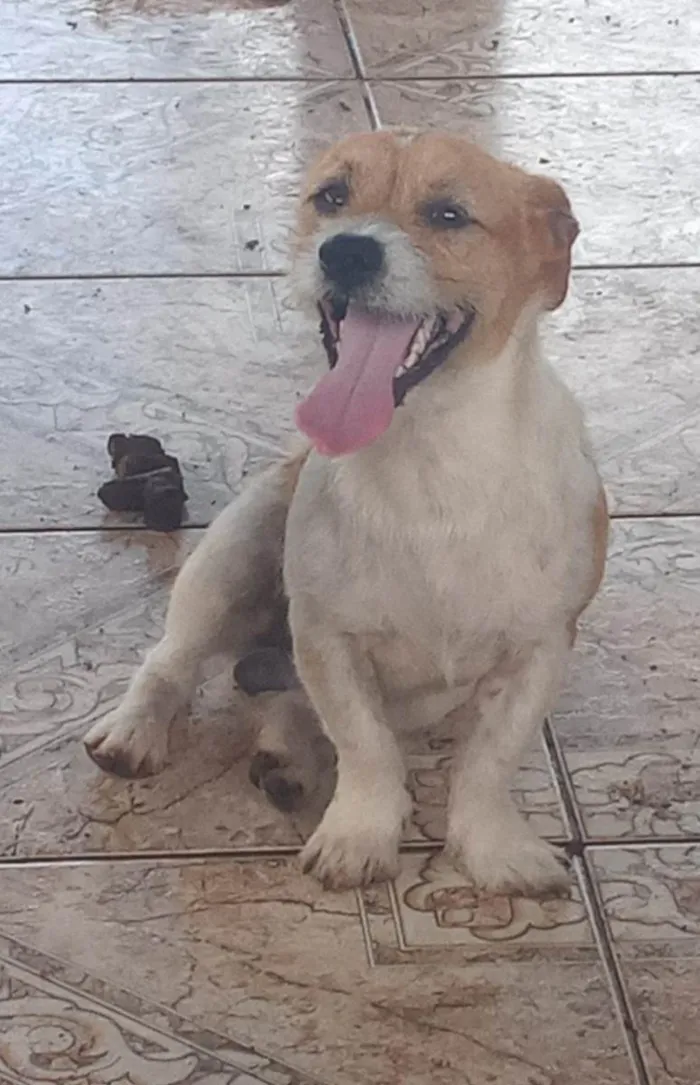 Cachorro raça Shitzu misturado idade 7 a 11 meses nome Cheriffe 