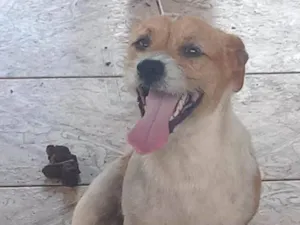 Cachorro raça Shitzu misturado idade 7 a 11 meses nome Cheriffe 