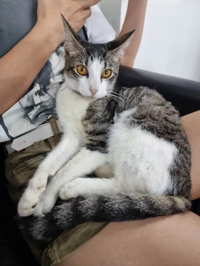 Gato ra a SRD-ViraLata idade 2 a 6 meses nome Ozzy