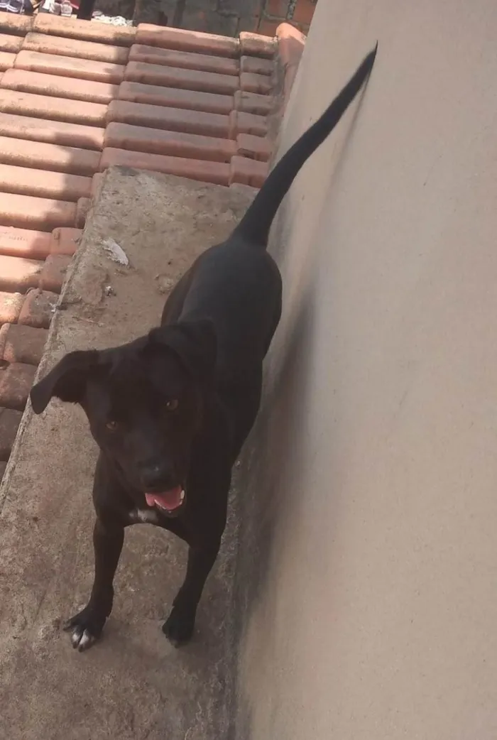 Cachorro ra a Labradora misturada  idade 2 anos nome Pantera