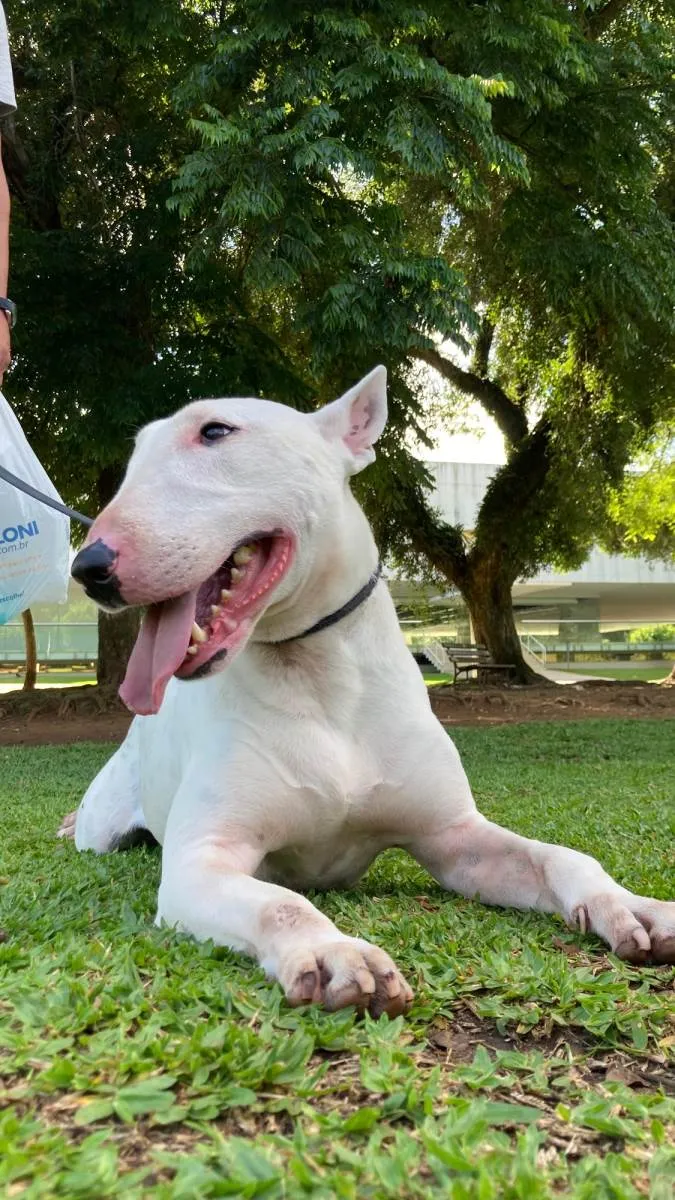 Cachorro ra a Bullterrier idade 4 anos nome Modi