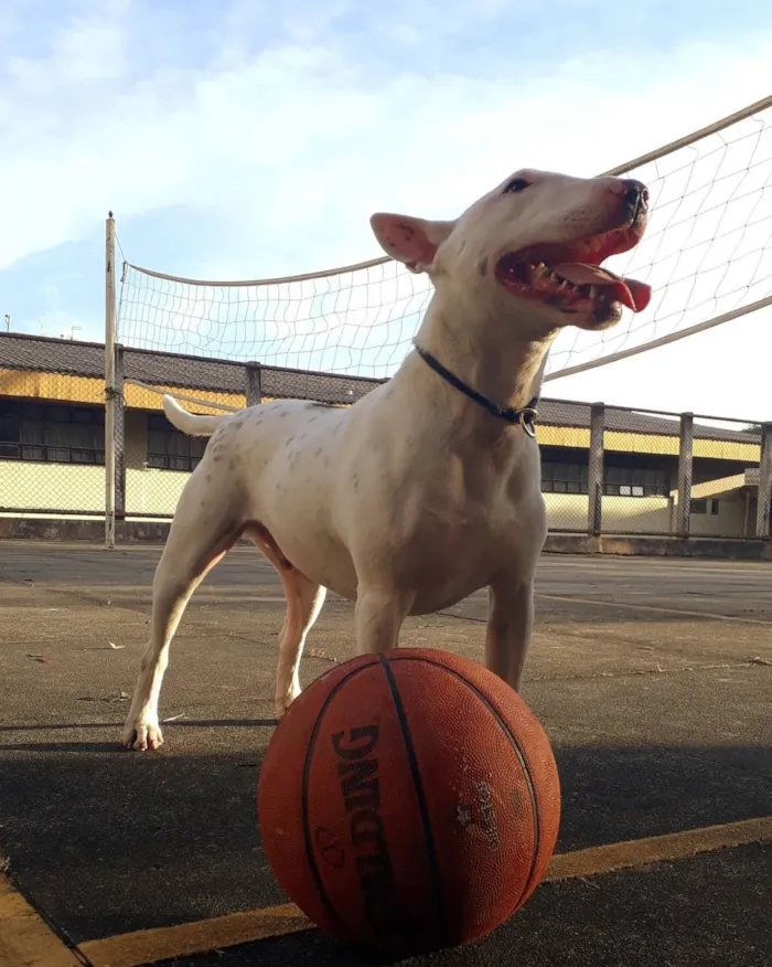 Cachorro ra a Bullterrier idade 4 anos nome Modi