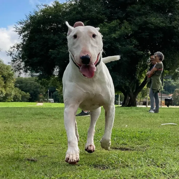 Cachorro ra a Bullterrier idade 4 anos nome Modi