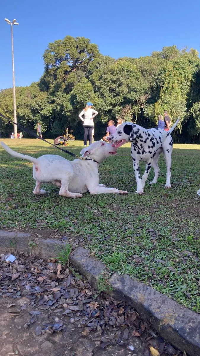 Cachorro ra a Bullterrier idade 4 anos nome Modi