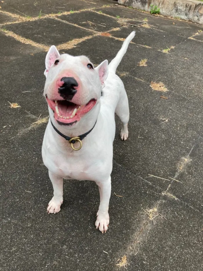 Cachorro ra a Bullterrier idade 4 anos nome Modi
