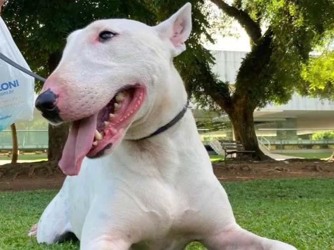 Cachorro ra a Bullterrier idade 4 anos nome Modi