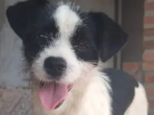 Cachorro raça Shitzu misturado idade 7 a 11 meses nome Beca