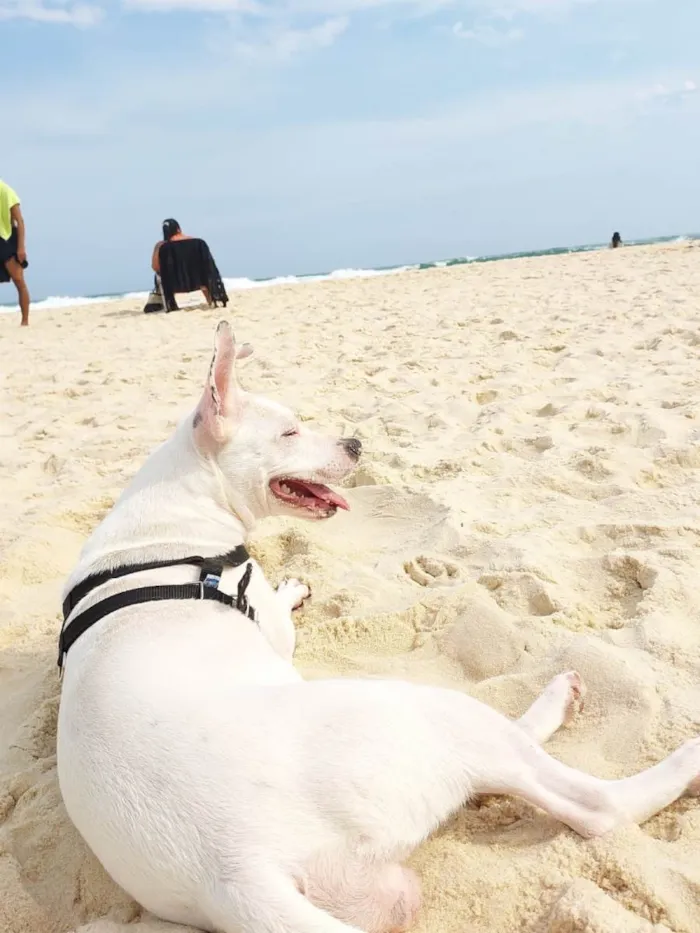 Cachorro ra a Pit-Bull idade 7 a 11 meses nome Vitória