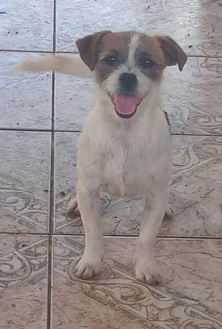 Cachorro ra a Shitzu misturado idade 7 a 11 meses nome Filo