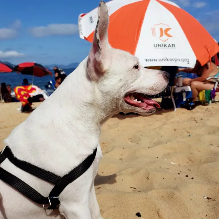 Cachorro ra a Pit-Bull idade 7 a 11 meses nome Vitória