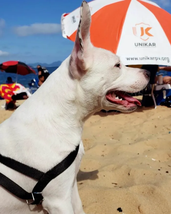 Cachorro ra a Pit-Bull idade 7 a 11 meses nome Vitória