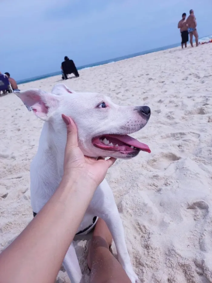 Cachorro ra a Pit-Bull idade 7 a 11 meses nome Vitória