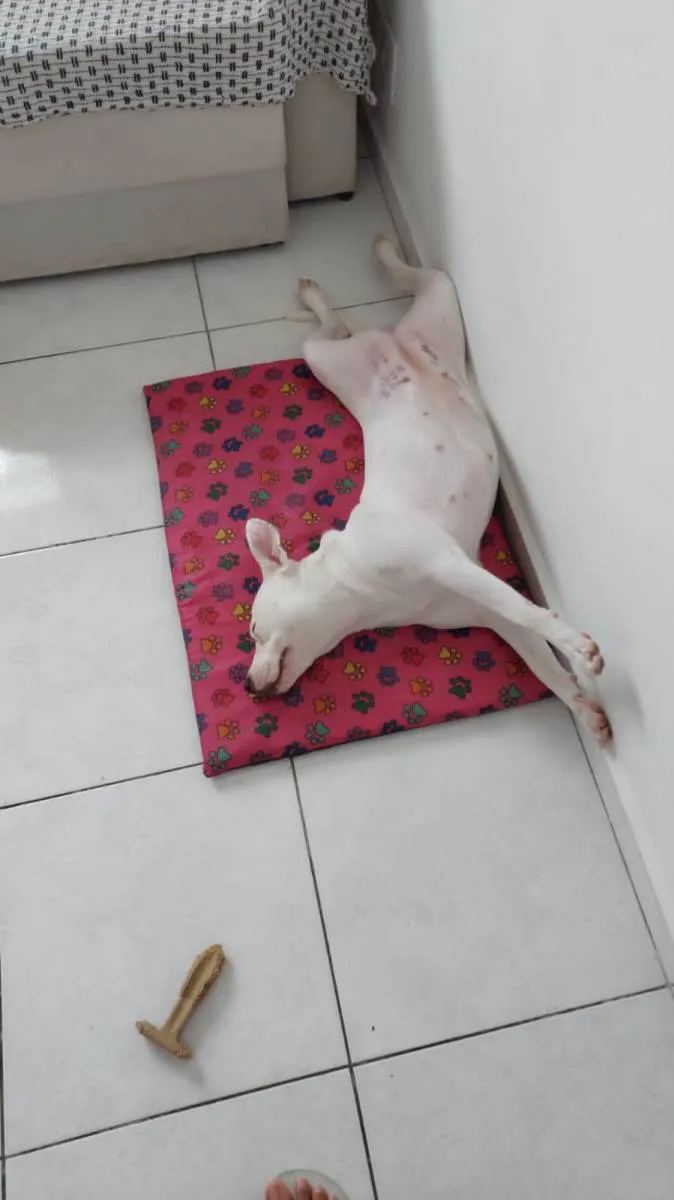 Cachorro ra a Pit-Bull idade 7 a 11 meses nome Vitória