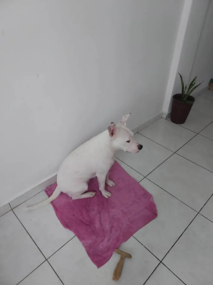 Cachorro ra a Pit-Bull idade 7 a 11 meses nome Vitória