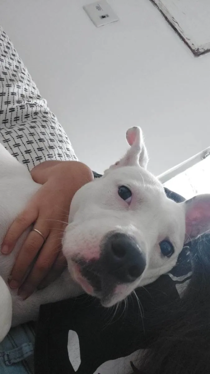 Cachorro ra a Pit-Bull idade 7 a 11 meses nome Vitória