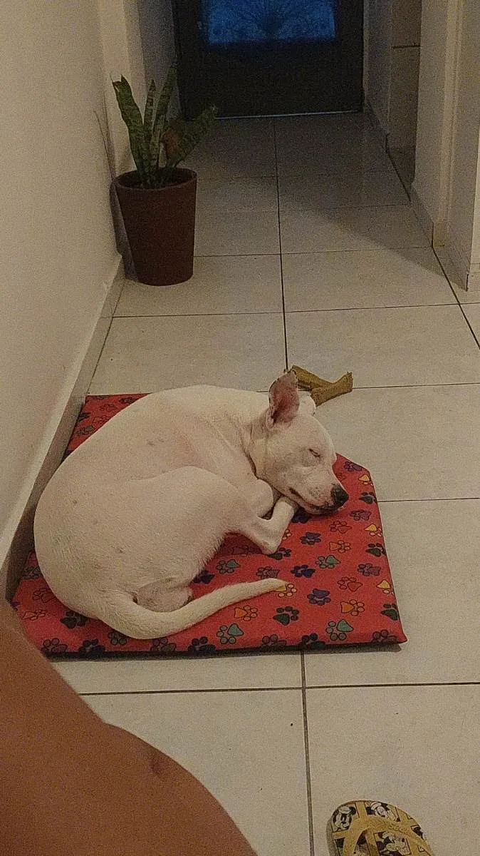 Cachorro ra a Pit-Bull idade 7 a 11 meses nome Vitória