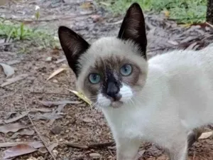 Gato raça miscigenada idade 2 a 6 meses nome Ogulhosa 