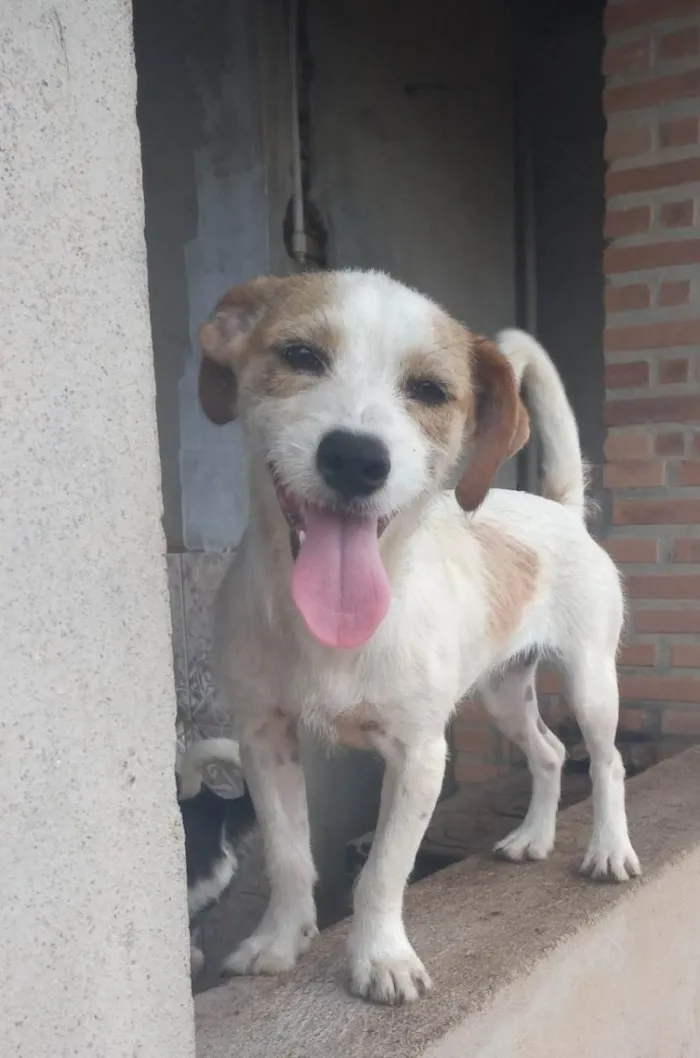 Cachorro ra a Shitzu misturado idade 7 a 11 meses nome Mel