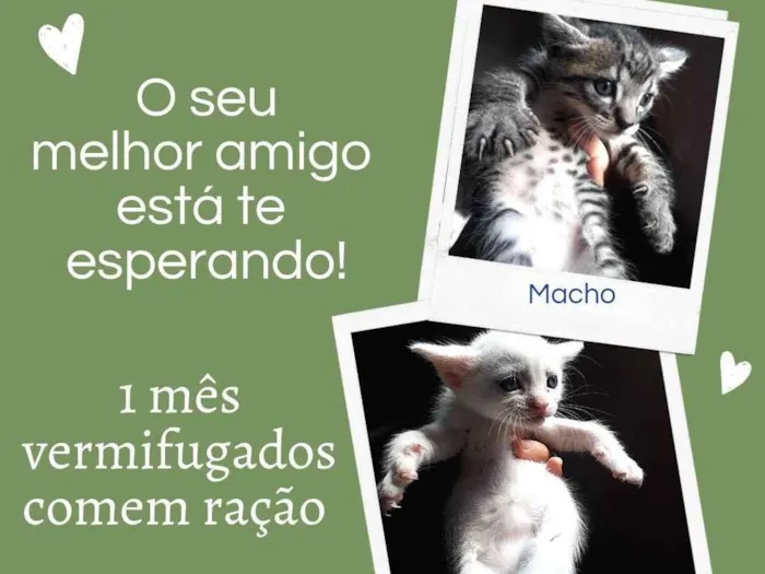 Gato ra a  idade Abaixo de 2 meses nome .