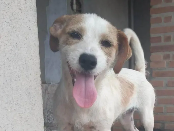 Cachorro ra a Shitzu misturado idade 7 a 11 meses nome Mel