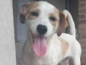 Cachorro raça Shitzu misturado idade 7 a 11 meses nome Mel