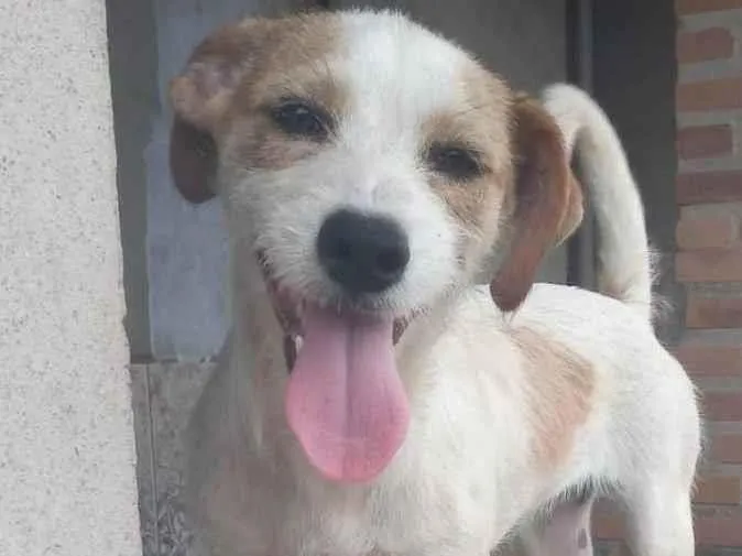 Cachorro ra a Shitzu misturado idade 7 a 11 meses nome Mel