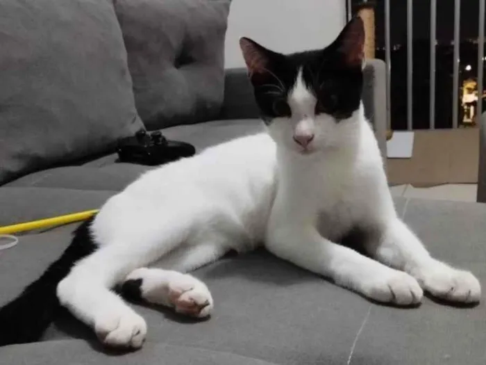 Gato ra a SRD-ViraLata idade 2 a 6 meses nome duque