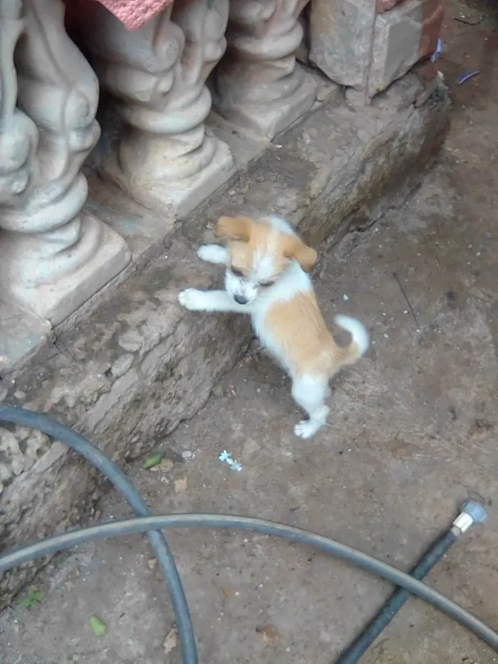 Cachorro raça Shitzu com viralata idade 2 a 6 meses nome Bel