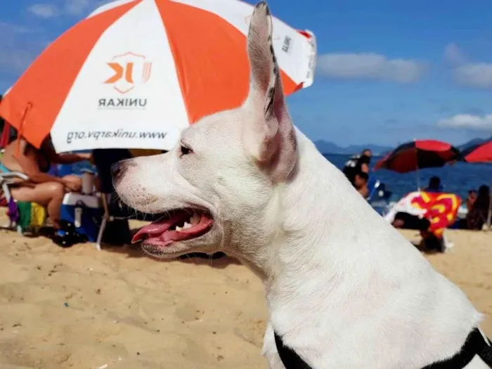 Cachorro ra a Pit-Bull idade 7 a 11 meses nome Vitória