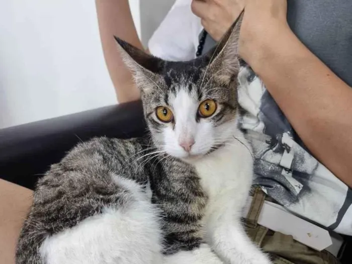 Gato ra a SRD-ViraLata idade 2 a 6 meses nome Ozzy