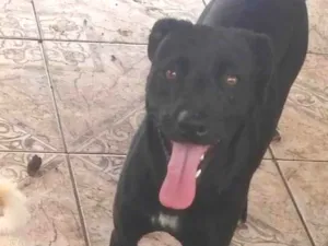 Cachorro raça Labradora misturada  idade 2 anos nome Pantera