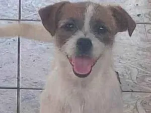 Cachorro raça Shitzu misturado idade 7 a 11 meses nome Filo