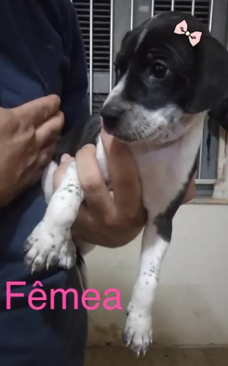 Cachorro ra a Mestiço idade Abaixo de 2 meses nome S/N