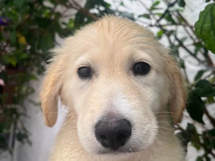 Cachorro raça SRD-ViraLata idade 2 a 6 meses nome Sem Nome 