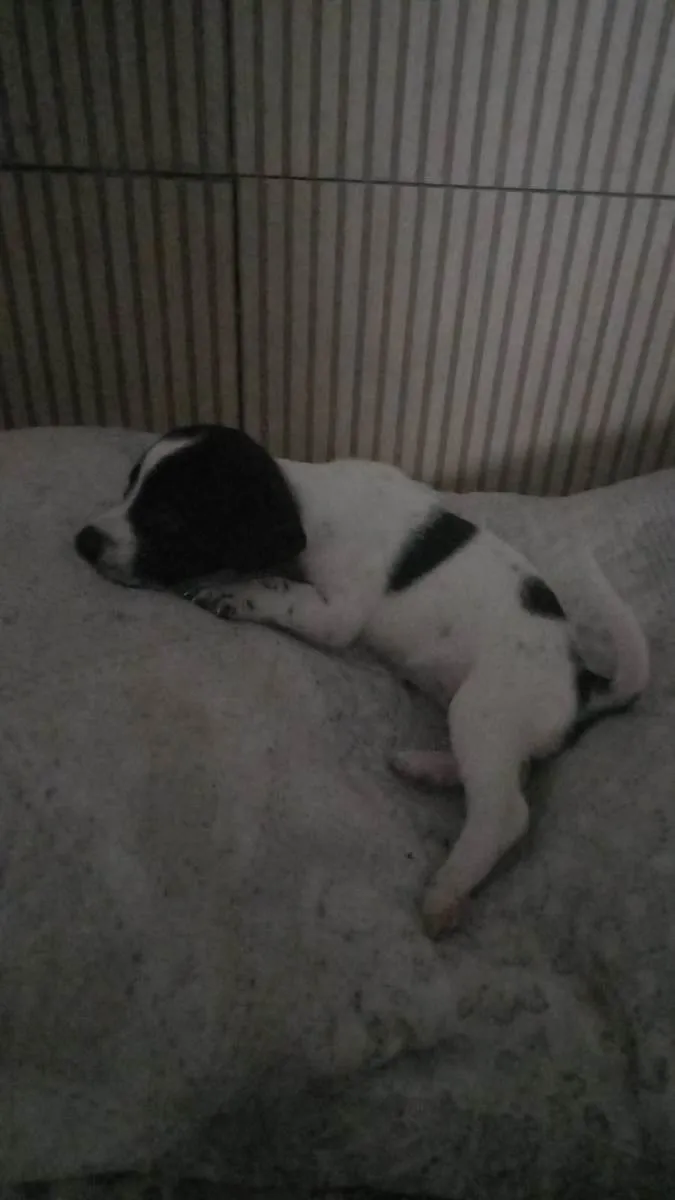 Cachorro ra a SRD-ViraLata idade Abaixo de 2 meses nome Strela