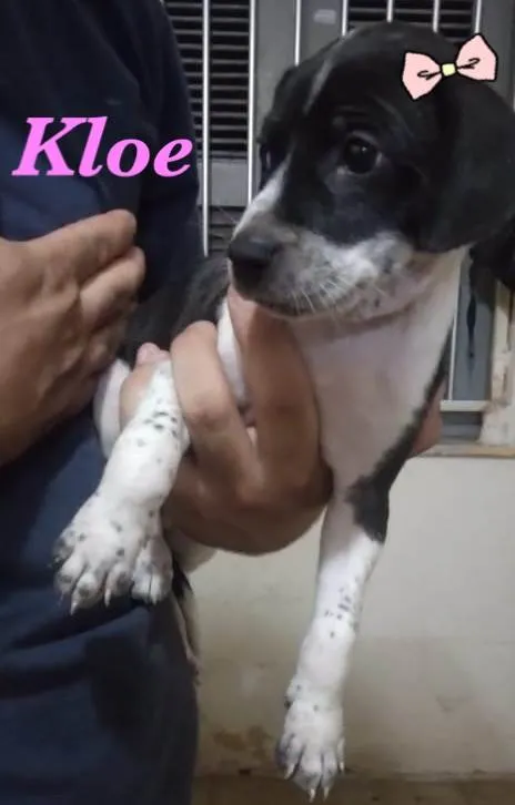 Cachorro ra a  idade Abaixo de 2 meses nome Kloe, Drika e Kim