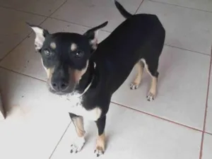 Cachorro raça SRD-ViraLata idade 1 ano nome Nathali