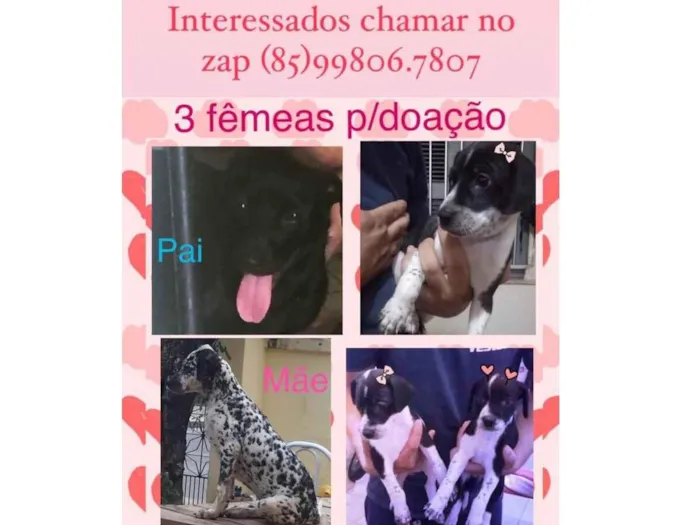 Cachorro ra a Mestiço idade Abaixo de 2 meses nome S/N