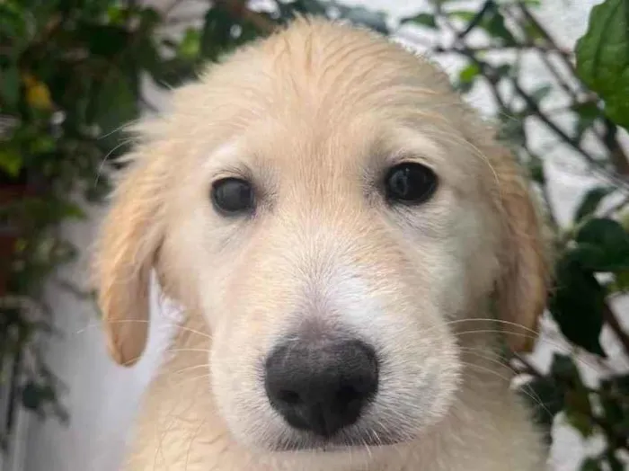 Cachorro raça SRD-ViraLata idade 2 a 6 meses nome Sem Nome 