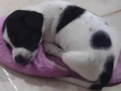 Cachorro raça SRD-ViraLata idade Abaixo de 2 meses nome Strela