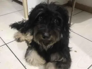 Cachorro raça Mix lhasa idade 2 anos nome Titã