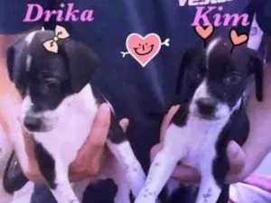 Cachorro raça  idade Abaixo de 2 meses nome Kloe, Drika e Kim