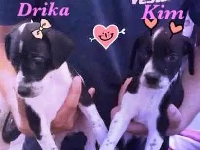 Cachorro ra a  idade Abaixo de 2 meses nome Kloe, Drika e Kim