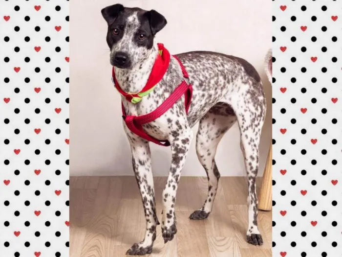 Cachorro ra a SRD idade 1 ano nome KIANA