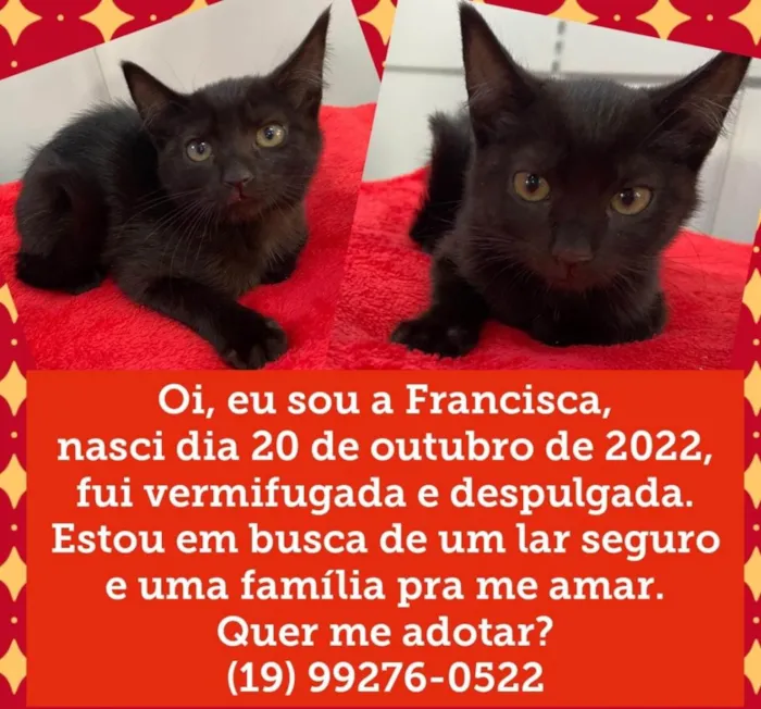 Gato ra a Srd idade 2 a 6 meses nome Francisca 