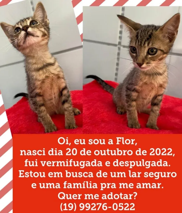 Gato ra a Srd idade 2 a 6 meses nome Flor 