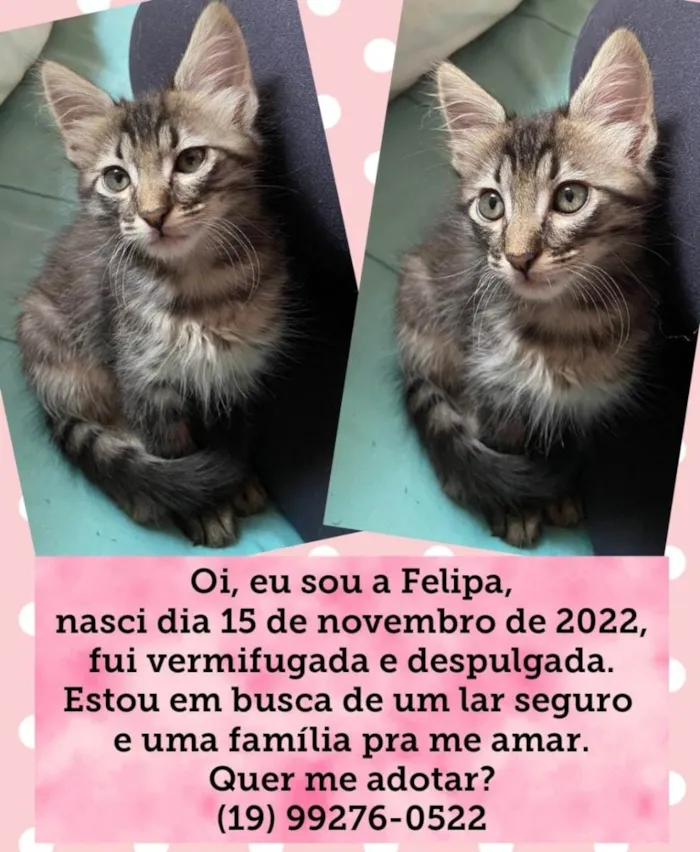 Gato ra a SRD-ViraLata idade 2 a 6 meses nome Filipa