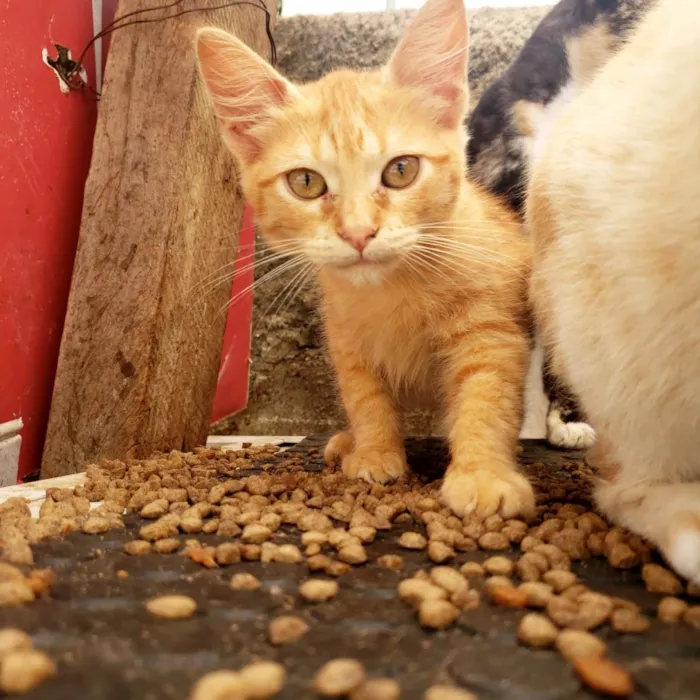 Gato ra a SRD-ViraLata idade 2 a 6 meses nome Garfild