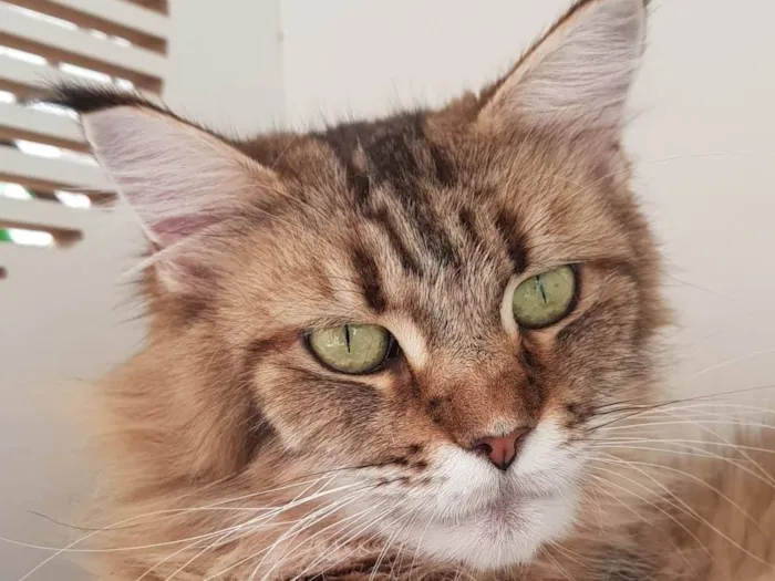 Gato ra a Maine Coon idade 6 ou mais anos nome BELLE